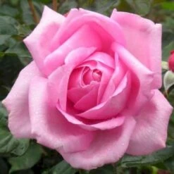 'Millie Rose' Rosa X 'Millie Rose' (Storblomstrende) A-Kvalitet,- Barrods Roser Min. 3 Grene