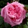 'Romina'® Rosa X 'Romina'® (Storblomstrende) A-Kvalitet,- Barrods Roser Min. 3 Grene