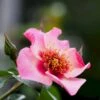 'Eyes On Me' Rosa X 'Eyes On Me' (Buketrose) A-Kvalitet,- Barrods Roser Min. 3 Grene