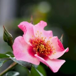 'Eyes On Me' Rosa X 'Eyes On Me' (Buketrose) A-Kvalitet,- Barrods Roser Min. 3 Grene