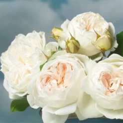 'Royal Viking'™ Rosa X 'Royal Viking'™ (Buketrose) A-Kvalitet,- Barrods Roser Min. 3 Grene