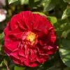 'Farruca'™ Rosa X 'Farruca'™ (Slyngrose) A-Kvalitet,- Barrods Roser Min. 3 Grene