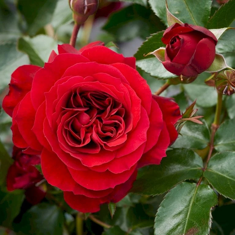 'Farruca'™ Rosa X 'Farruca'™ (Slyngrose) A-Kvalitet,- Barrods Roser Min. 3 Grene - Billede 3