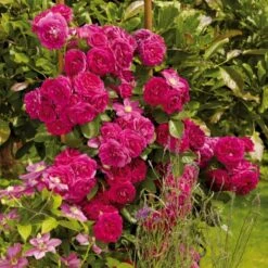 'Kolo'™ Rosa X 'Kolo'™ (Slyngrose) A-Kvalitet,- Barrods Roser Min. 3 Grene