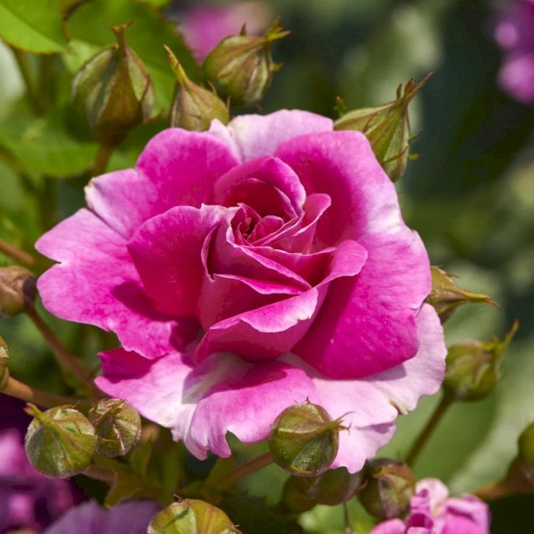 'Kolo'™ Rosa X 'Kolo'™ (Slyngrose) A-Kvalitet,- Barrods Roser Min. 3 Grene - Billede 3