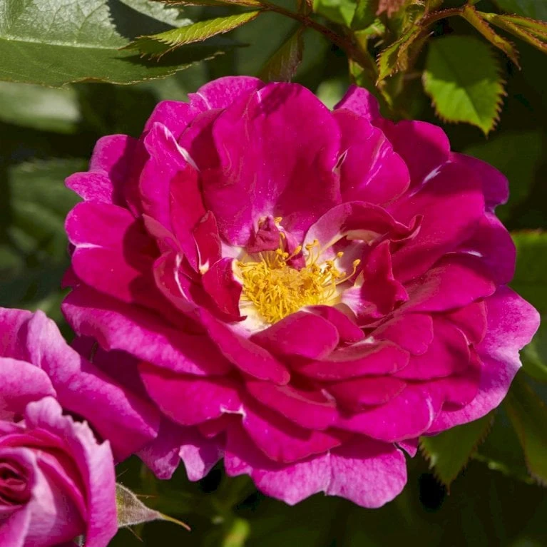 'Kolo'™ Rosa X 'Kolo'™ (Slyngrose) A-Kvalitet,- Barrods Roser Min. 3 Grene - Billede 4