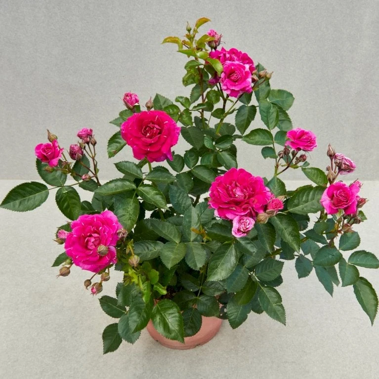 'Kolo'™ Rosa X 'Kolo'™ (Slyngrose) A-Kvalitet,- Barrods Roser Min. 3 Grene - Billede 5