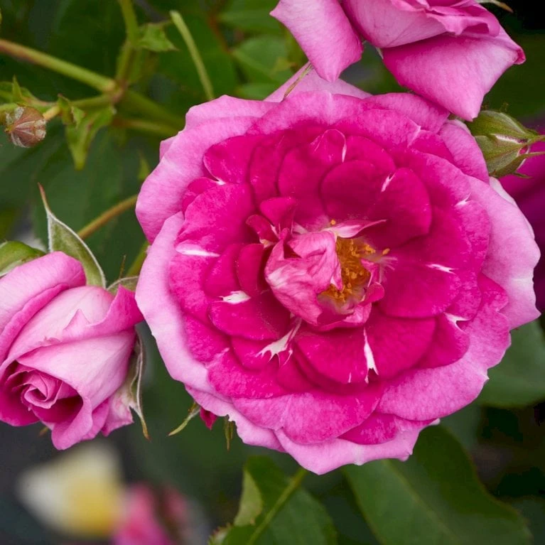 'Kolo'™ Rosa X 'Kolo'™ (Slyngrose) A-Kvalitet,- Barrods Roser Min. 3 Grene - Billede 6