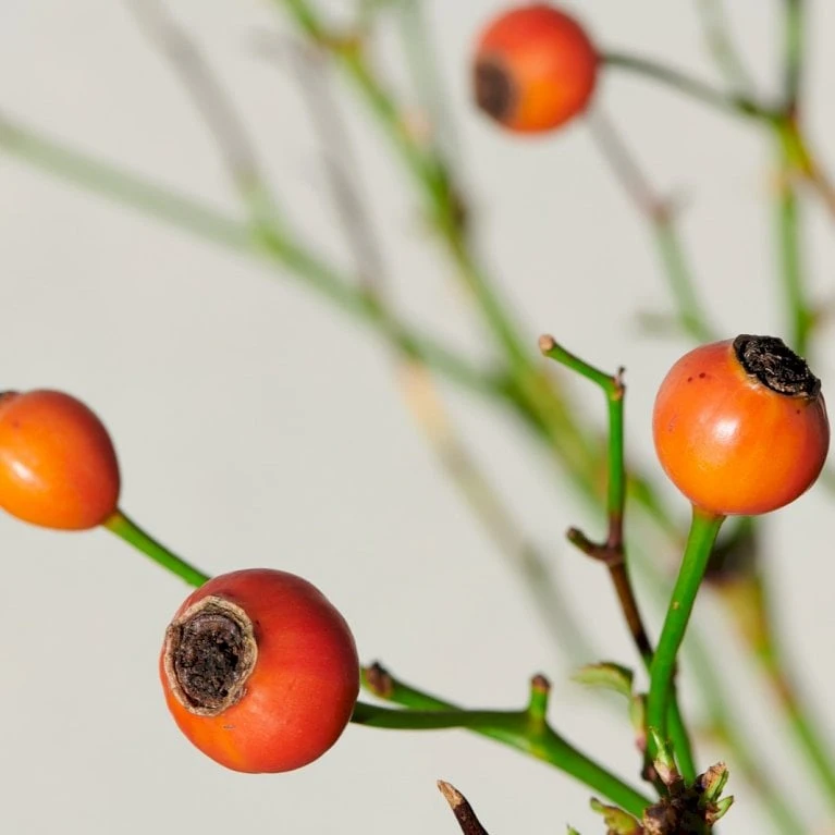 'Kolo'™ Rosa X 'Kolo'™ (Slyngrose) A-Kvalitet,- Barrods Roser Min. 3 Grene - Billede 8