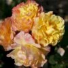 'Kordes Moonlight'® Rosa X 'Kordes Moonlight'® (Klatrerose) A-Kvalitet,- Barrods Roser Min. 3 Grene