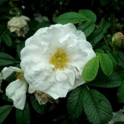 Rynket Rose 'Henry Hudson' Rosa Rugosa 'Henry Hudson' A-Kvalitet,- Barrods Roser Min. 3 Grene