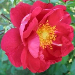 'John Cabot' Rosa Kordesii 'John Cabot' (Buskrose) A-Kvalitet,- Barrods Roser Min. 3 Grene