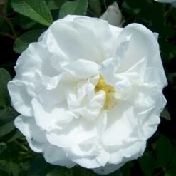 Rynket Rose 'Lac Majeau' Rosa Rugosa 'Lac Majeau' A-Kvalitet,- Barrods Roser Min. 3 Grene