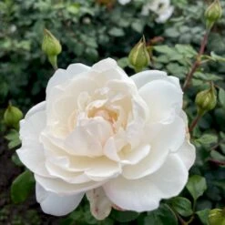 'Crazy In Love Pure'™ Rosa X 'Crazy In Love Pure'™ (Slyngrose) A-Kvalitet,- Barrods Roser Min. 3 Grene