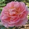 'Emelie' Rosa Kordesii 'Emelie' (Klatrerose) A-Kvalitet,- Barrods Roser Min. 3 Grene