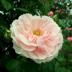 'Kir Royal' Rosa X 'Kir Royal' (Slyngrose) A-Kvalitet,- Barrods Roser Min. 3 Grene