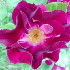 'Night Owl' Rosa X 'Night Owl' (Klatrerose) A-Kvalitet,- Barrods Roser Min. 3 Grene