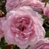 'Our First Summer'™ Rosa X 'Our First Summer'™ (Slyngrose) A-Kvalitet,- Barrods Roser Min. 3 Grene
