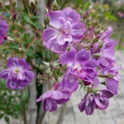 'Purple Skyliner' Rosa X 'Purple Skyliner' (Klatrerose) A-Kvalitet,- Barrods Roser Min. 3 Grene