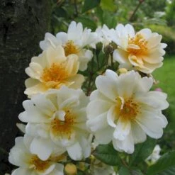 'Starkodder' Rosa Helenae 'Starkodder' (Slyngrose) A-Kvalitet,- Barrods Roser Min. 3 Grene