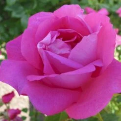 'Wrams Gunnarstorp' Rosa Bourboniana 'Wrams Gunnarstorp' (Bourbonrose) A-Kvalitet,- Barrods Roser Min. 3 Grene