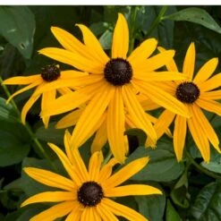 Gul Solhat 'American Goldrush' Rudbeckia Fulgida 'American Goldrush' 1 Liter Potte
