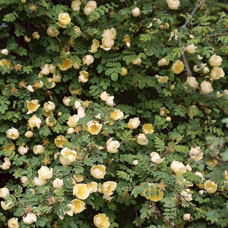 Gul Kinarose Rosa Hugonis (Hugo-rose) A-Kvalitet,- Barrods Roser Min. 3 Grene - Billede 3