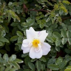 'Nevada' Rosa Moyesii 'Nevada' (Mandarinrose) A-Kvalitet,- Barrods Roser Min. 3 Grene