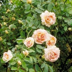 'Frühlingsduft'® Rosa Pimpinellifolia 'Frühlingsduft'® (Klitrose) A-Kvalitet,- Barrods Roser Min. 3 Grene
