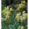 Hulkravet Kodriver Primula Veris 1 Liter Potte