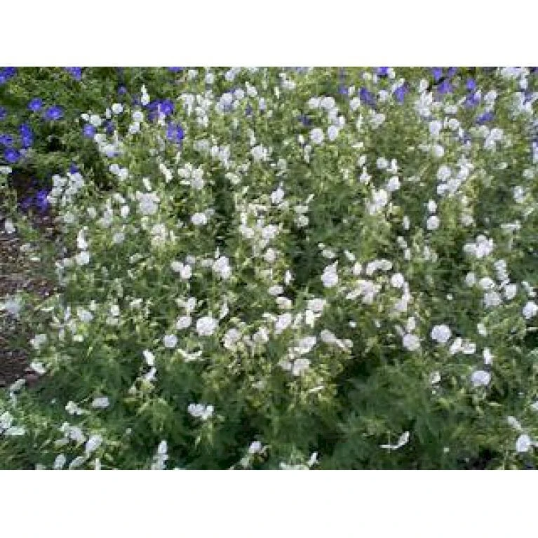 Bølgekronet Storkenæb 'Album' Geranium Phaeum 'Album' 1 Liter Potte