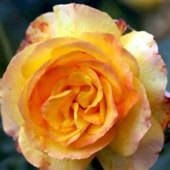 'Sahara'® Rosa X 'Sahara'® A-Kvalitet,- Barrods Roser Min. 3 Grene