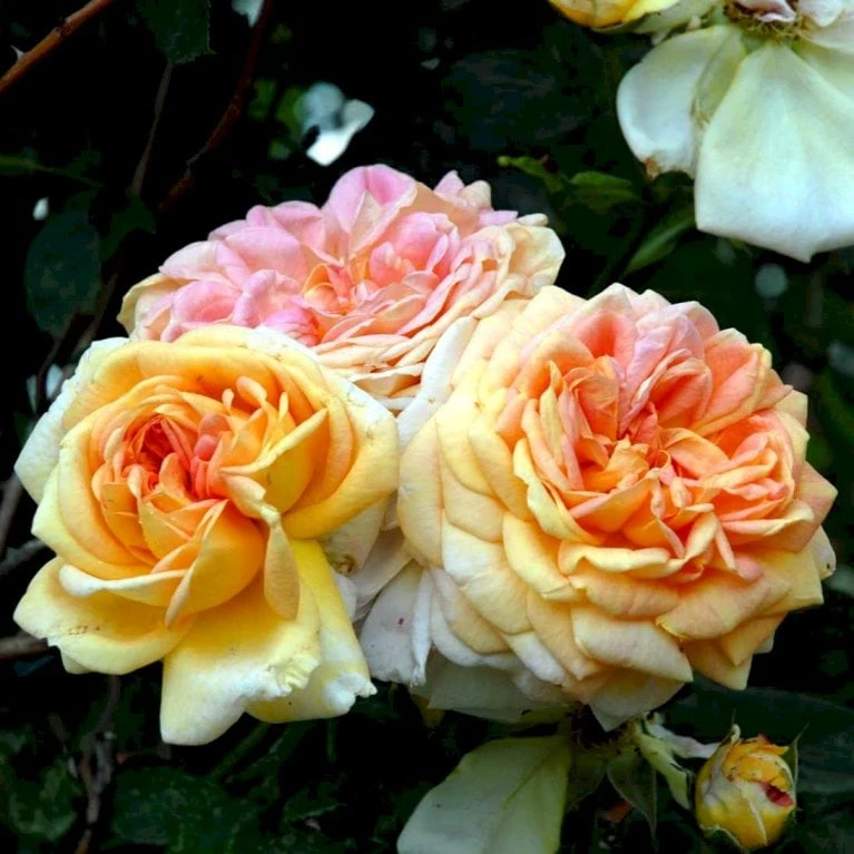 'Alchymist' Rosa X 'Alchymist' (Slyngrose) A-Kvalitet,- Barrods Roser Min. 3 Grene - Billede 3