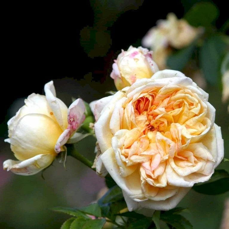 'Alchymist' Rosa X 'Alchymist' (Slyngrose) A-Kvalitet,- Barrods Roser Min. 3 Grene - Billede 4