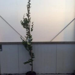 Gul Søjlebøg 'Dawyck Gold' Fagus Sylvatica 'Dawyck Gold' Potte 15 Liter,- 200-250 Cm.