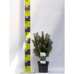 Havtorn 'Hikul' (han) Hippophae Rhamnoides 'Hikul' (han) Potte 4,0 Liter,- 50-60 Cm.