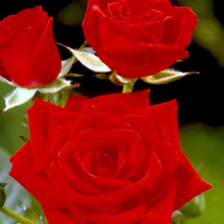 'Brillant'® Rosa X 'Brillant'® (Slyngrose) A-Kvalitet,- Barrods Roser Min. 3 Grene - Billede 3