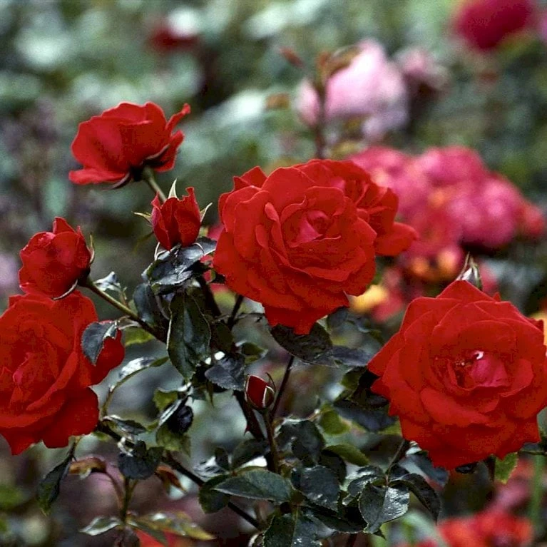 'Brillant'® Rosa X 'Brillant'® (Slyngrose) A-Kvalitet,- Barrods Roser Min. 3 Grene - Billede 4