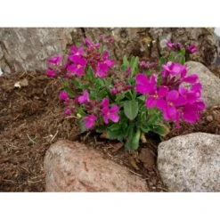 Kalkkarse 'Rote Sensation' Arabis Blepharophylla 'Rote Sensation' 10 Cm. Potte