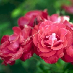 'Heidelberg'® Rosa Kordesii 'Heidelberg'® (Slyngrose) A-Kvalitet,- Barrods Roser Min. 3 Grene