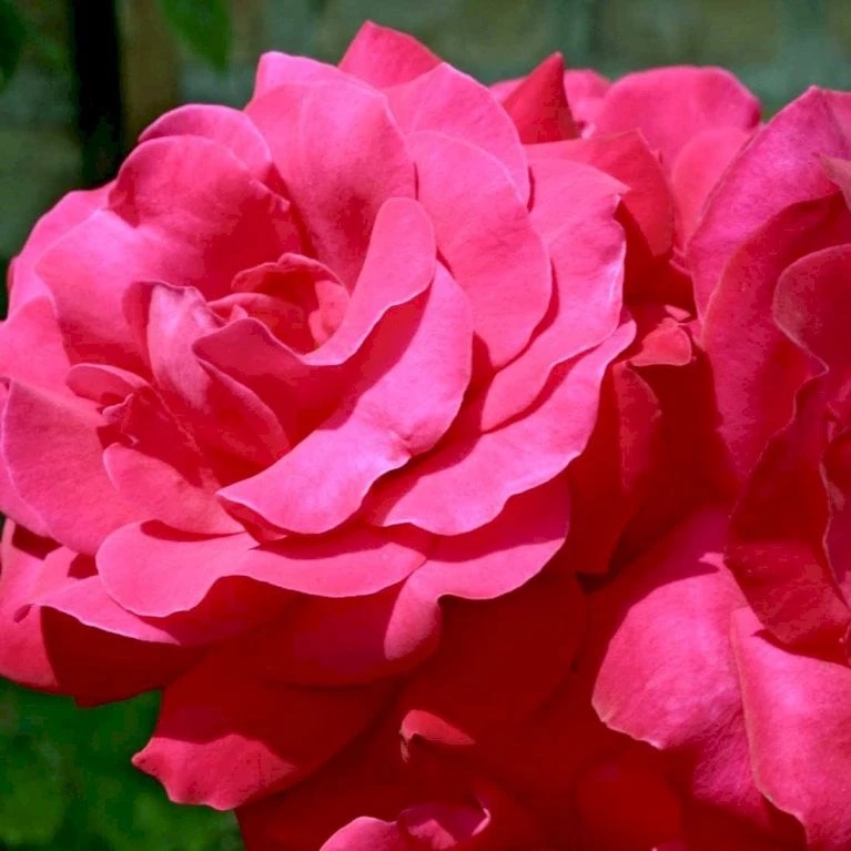 'Heidelberg'® Rosa Kordesii 'Heidelberg'® (Slyngrose) A-Kvalitet,- Barrods Roser Min. 3 Grene - Billede 3
