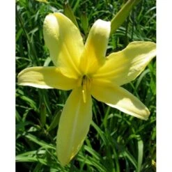 Daglilje 'Vespers' Hemerocallis 'Vespers' 1 Liter Potte