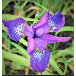 Sibirisk Iris 'Sparkling Rose' Iris Sibirica 'Sparkling Rose' 1 Liter Potte