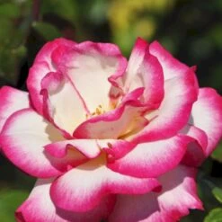 'Händel' Rosa X 'Händel' (Slyngrose) A-Kvalitet,- Barrods Roser Min. 3 Grene
