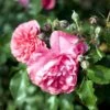 'Rosarium Uetersen'® Rosa X 'Rosarium Uetersen'® (Slyngrose) A-Kvalitet,- Barrods Roser Min. 3 Grene
