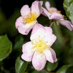 'Smarty' Rosa X 'Smarty' (Bunddækkerose) A-Kvalitet,- Barrods Roser Min. 3 Grene