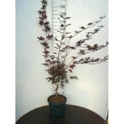 Japansk Ahorn 'Trompenburg' Acer Palmatum 'Trompenburg' Potte 10 Liter,- 60-80 Cm.