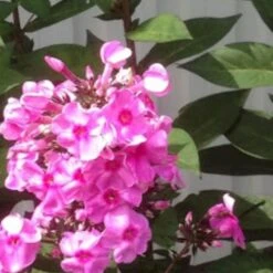 Høstfloks 'Eva Cullum' Phlox Paniculata 'Eva Cullum' 1 Liter Potte