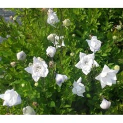 Ballonklokke 'Hakone White' Platycodon Grandiflorus 'Hakone White' 10 Cm. Potte