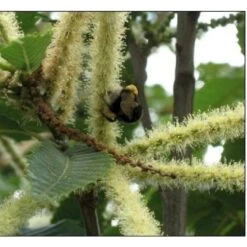 Ægte Kastanje 'Marigoule' Castanea Sativa 'Marigoule' Opbundet Til Ca. 150 Cm. Med Potte
